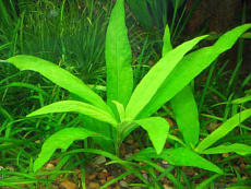 Растение Гигрофила Гайанская (в горшке)