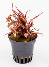 Растение Криптокорина Фламинго (в горшке)