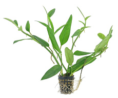 Растение Водная лиана (в горшке)