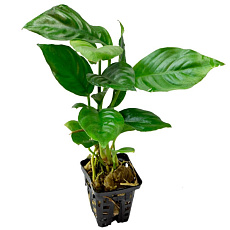 Растение Анубиас гетерофилла (в горшке)