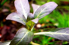 Растение Гигрофила Фиолетовая (в горшке)