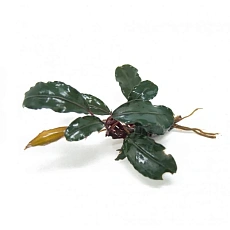 Растение Буцефаландра Long gost leaf (в горшке)