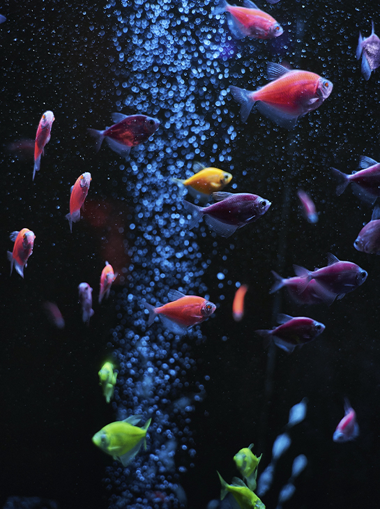 аквариумные рыбки содержание и уход