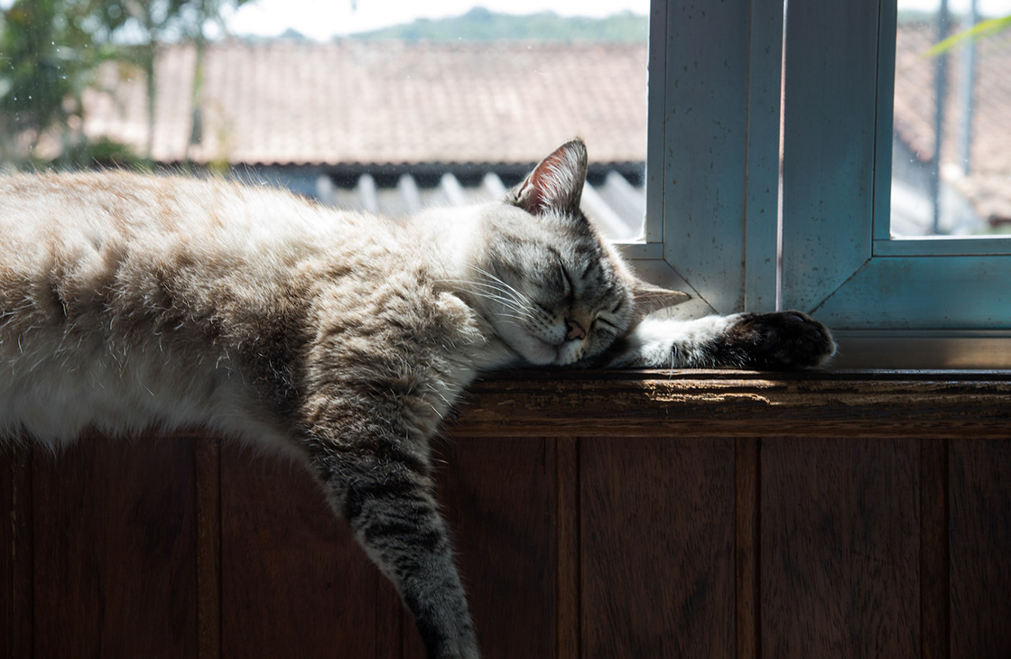 Признаки гипертермии и теплового удара у кошек