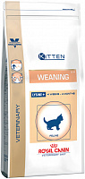 VEC Cat Weaning Kitten