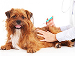 Инфузионные и плазмозамещающие растворы дл собак и котов купить | Цены и Фото