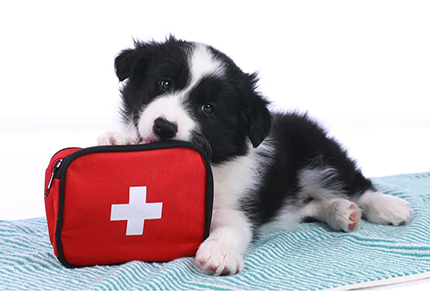 Домашняя аптечка для собак: рекомендации ветеринара