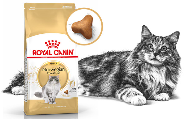 Сухой корм Royal Canin Norwegian Forest Cat Adult для кошек и котят