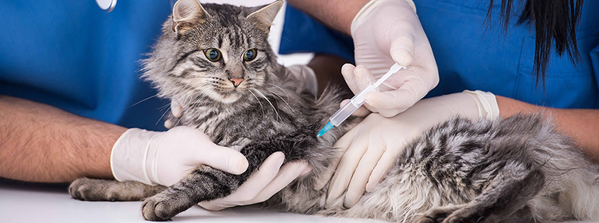 Нужно ли делать прививки домашним котам