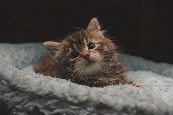 Как помочь котёнку адаптироваться