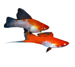 Меченосец Санта Клаус