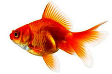 Золотая рыбка (фантейл)