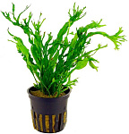 Растение Микросорум Винделова (в горшке)