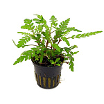 Растение Гигрофила пиннатифида (в горшке)