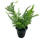 Растение Болбитис Gua angin (в горшке)