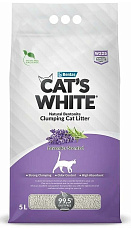 Cat's White Lavender