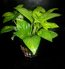 Растение Гигрофила еллоу (в горшке)
