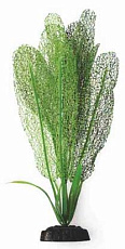 Barbus Шелковое растение Апоногетон мадагаскарский зеленый