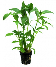 Растение Гимнокоронис спилантоидес (в горшке)