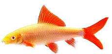 Лабео GloFish Маджента