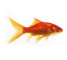 Золотая рыбка комета (красная)