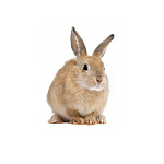 Декоративный кролик