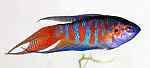 Макропод (Macropodus)