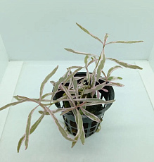 Растение Гигрофила Чай (в горшке)