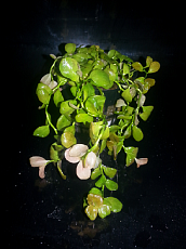 Растение Людвигия Марилия (в горшке)