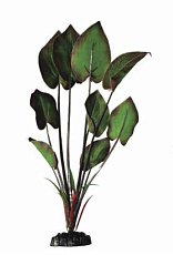 Barbus Шелковое растение Эхинодорус бархатный
