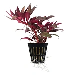 Растение Людвигия Перуанская (в горшке)