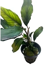 Растение Буцефаландра Нанга бунут (в горшке)