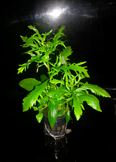 Растение Гигрофила дифформис (в горшке)