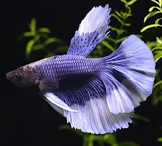 Петушок Бабочка