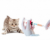 Вакцины и сыворотки для котов и собак купить | Цены и Фото