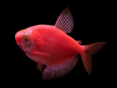 Тернеция GloFish красная