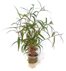 Растение Полигониум Ред стар Красная звезда (в горшке)