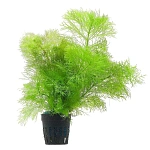 Растение Амбулия (в горшке)