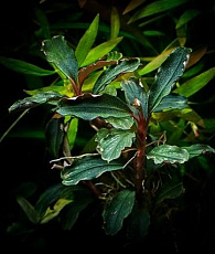 Растение Буцефаландра Cherish 3 (в горшке)