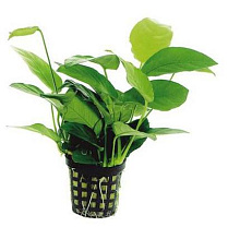 Растение Анубиас Бартера (в горшке)