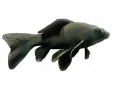 Золотая рыбка комета (чёрная)