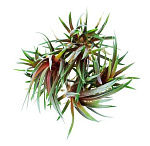 Растение Эриокаулон Кинг Кримсон (в горшке)