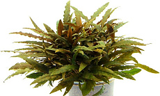 Растение Криптокорина Вендта коричневая (в горшке)