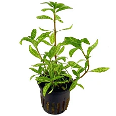Растение Гигрофила Розанервиг (в горшке)