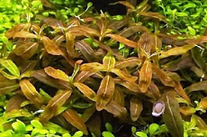 Растение Стаурогин репенс Браун (в горшке)