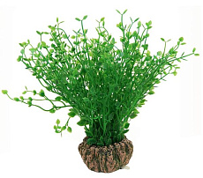 Laguna Растение 1902AR с распылителем "Бакопа мелколистная", 7х7х20 см