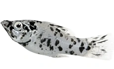 Моллинезия Мраморная