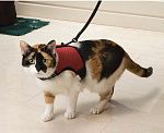 Beeztees Прогулочная шлейка для кошек Comfort
