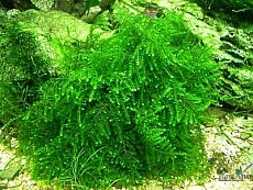 Растение Мох Якорный (в горшке)