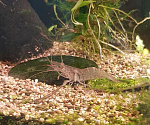 Креветка речная японская (Macrobrachium nipponense)
